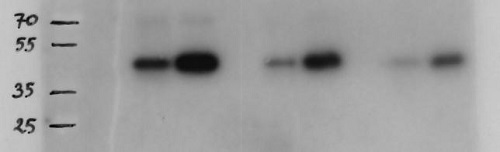 pull down using anti-SRK2E antibodies